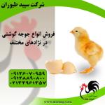 قیمت جوجه مرغ گوشتی ، فروش جوجه گوشتی - طیور - طیور