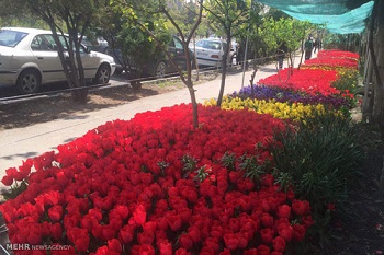 خیابانی با 30 هزار گل لاله در تهران