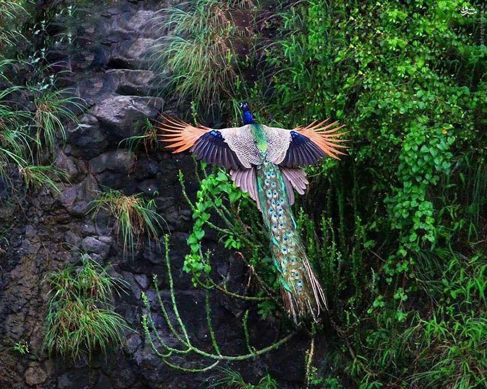 لحظه پرواز طاووس