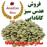 فروش عدس سبز کانادایی