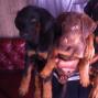 واگذاری توله سگ دوبرمن - سگ دوبرمن اصیل -واگذاری سگ دوبرمن Doberma