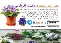 بازاریاب گل بنفشه آفریقایی غرب تهران