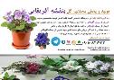 بازاریاب گل بنفشه آفریقایی غرب تهران