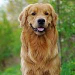 فروش سگ گلدن رتریور - Golden Retriever