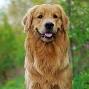 فروش سگ گلدن رتریور - Golden Retriever