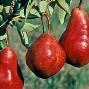 عرضه و فروش نهال گلابی ردانجو