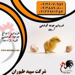 فروش جوجه مرغ گوشتی ، نژادهای گوناگون - طیور - طیور