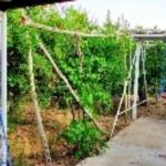 فروش باغ ویلایی چهار دیواری
