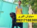 مرکز پرورش سگ روتوایلر اصیل خرید و فروش سگ روتوایلر