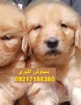 فروش توله سگ گلدن ابریشمی