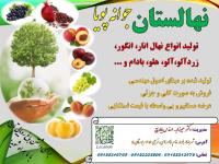 فروش نهال انار دانه مشکی یک‌ساله و دو ساله