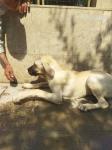 فروش تخصصی سگ کانگال اصیل
