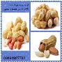 تولید کننده و پخش بادام زمینی به صورت عمده وجزئی